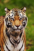 Bengal Tiger (Tigris tigris)
