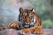 Sumatran Tiger (Panthera tigris sumatrae)