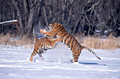 Siberian Tigers fighting in snow