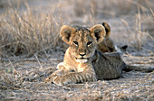 Lion cub (Panthera leo)