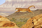 Mountain Lion Leaping