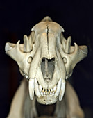 Tiger Skull