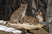 Young Cougars