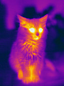 Thermogram of a Cat