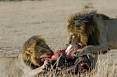 Male Lions (Panthera leo) at wildebeest kill