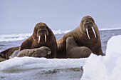 Walrus & calves,Alaska