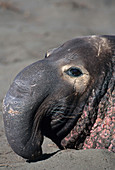 Bull Northern Elephant Seal