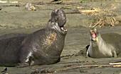 Northern Elephant Seals