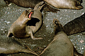 Elephant Seals