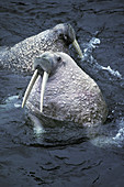 Bull Walrus