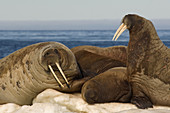Walruses Resting on Ice Floe