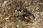 Eastern Cottontail nest