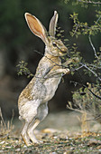 Antelope Jack Rabbit Eating