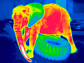 Elephant playing,thermogram