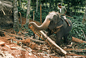 Elephant moving timber