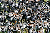 Herd of zebra