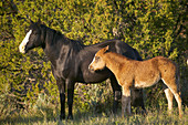 Wild Horse with Foal
