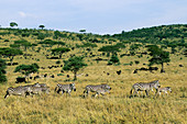 Burchells Zebras (Equus burchelli)