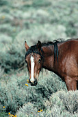 Wild horse near Reno,Nevada