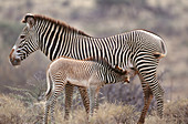 Grevy's Zebra Nursing Colt
