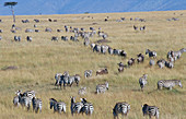 Wildebeest and Zebra Migrating