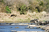Wildebeest and Zebra crossing Mara River