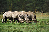 Trio of White Rhinoceros