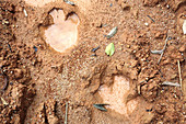 Tracks of Sumatran Rhinoceros