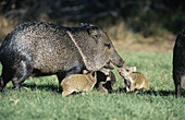 Collared Peccary family