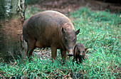 Babirusa Mother with Baby
