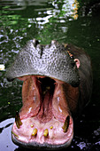 Hippopotamus mouth