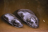 Pygmy Hippo and young in water