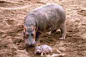 Mother hippo with newborn