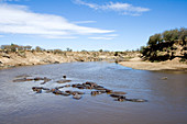 Hippopotamuses in bend of Mara River