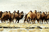 Bactrian Camel (Camelus bactrianus)