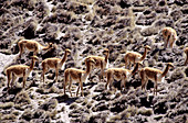 'Vicuna (Vicugna vicugna),Andes,Chile'