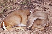 Sleeping White-tailed Deer