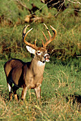 White-tailed deer buck
