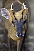 Reeve's Muntjac Deer