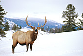 Bull Elk