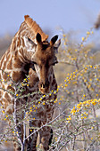 Giraffe Eating Acacia