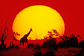 Giraffe silhouetted against African sunset