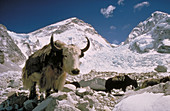 Yaks,Mt. Everest Base Camp
