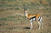 Thomsons Gazelle