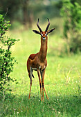 Male Gerenuk (Litocranius walleri)