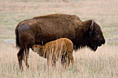 Bison (Bison bison) nursing calf
