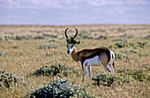 Springbok (Antidorcas marsupialis)