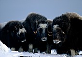View of musk ox (Ovibos moschatus) and yearling