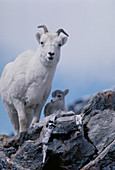 Dall Sheep ewe & lamb