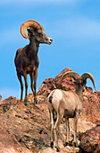 Desert bighorn sheep rams